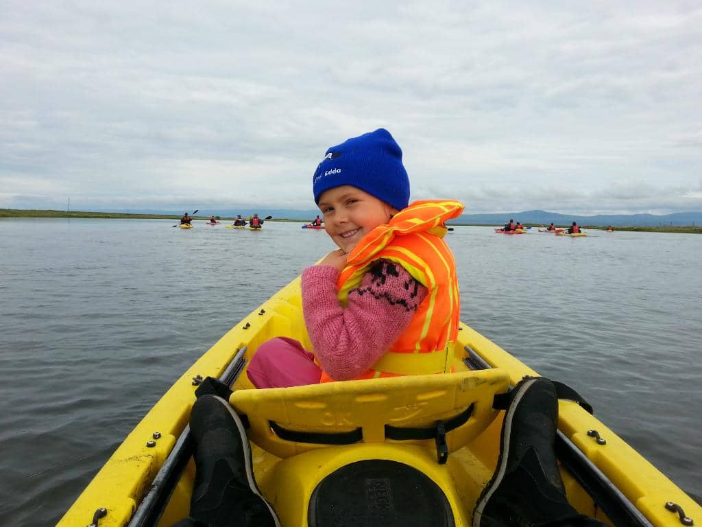Local Icelandic Horses
