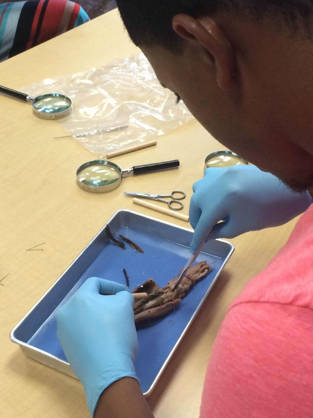 Rethink Extinct Dinosaur Exhibit