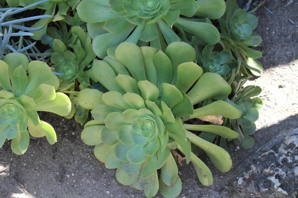 Historic Adobe Ranch Home