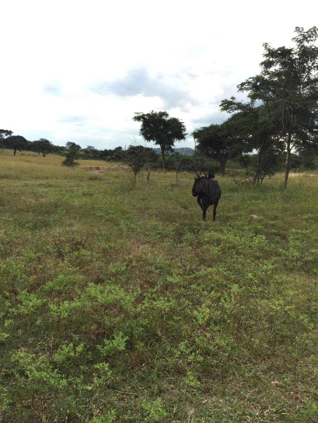 White Lion Enclosure