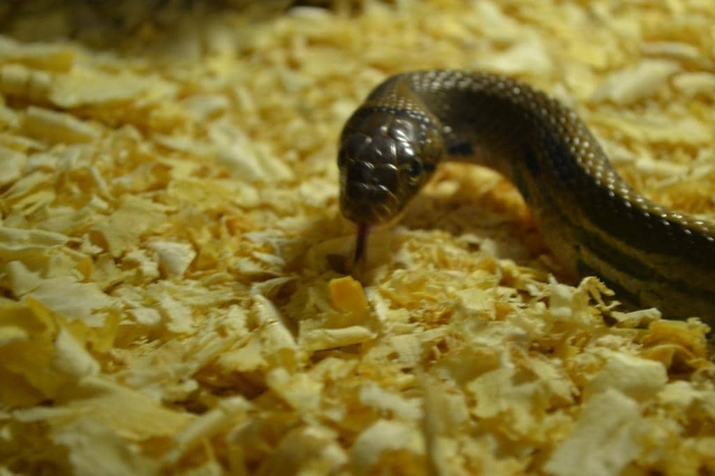 Unique Tunnel Architecture