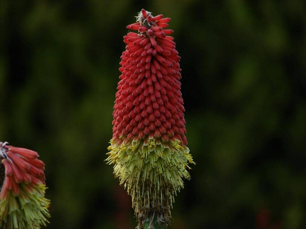 Tropical Plant House