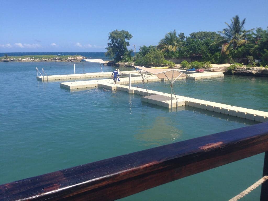Bird Aviary Encounters