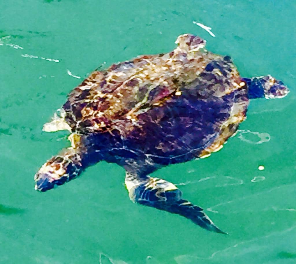 Meet the Rescued Sea Turtles