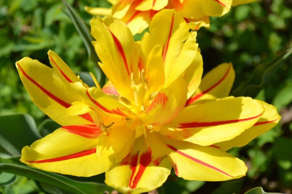 Children's Gardening Programs