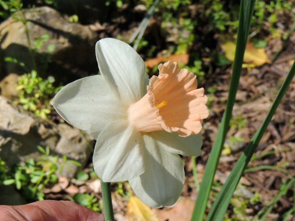 Daffodil Trail