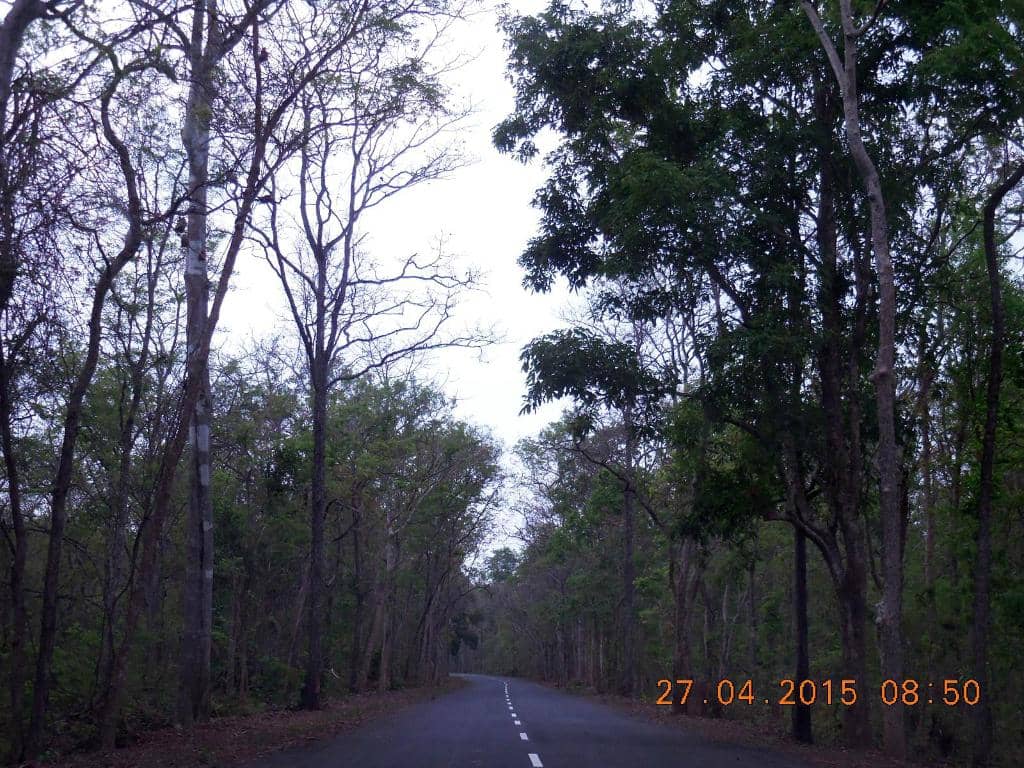 Diverse Flora and Fauna