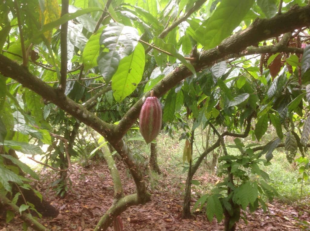 Chocolate Making & Tasting