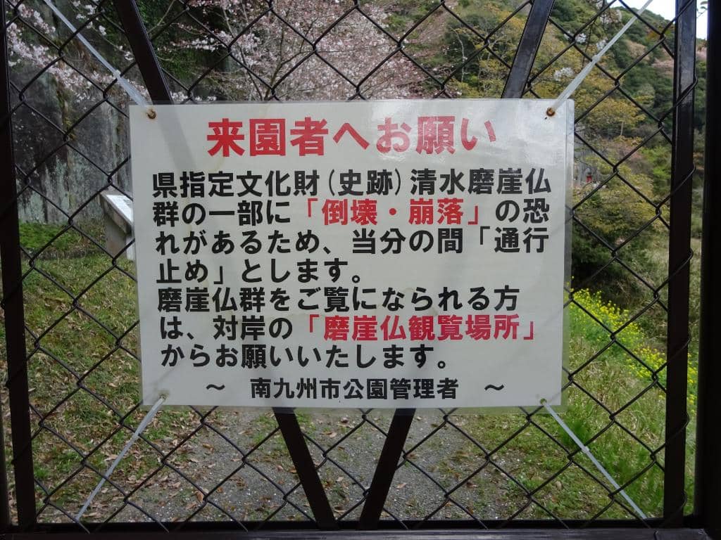 Vibrant Cherry Blossoms