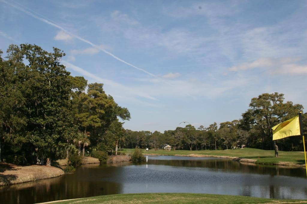 Alligator Encounters