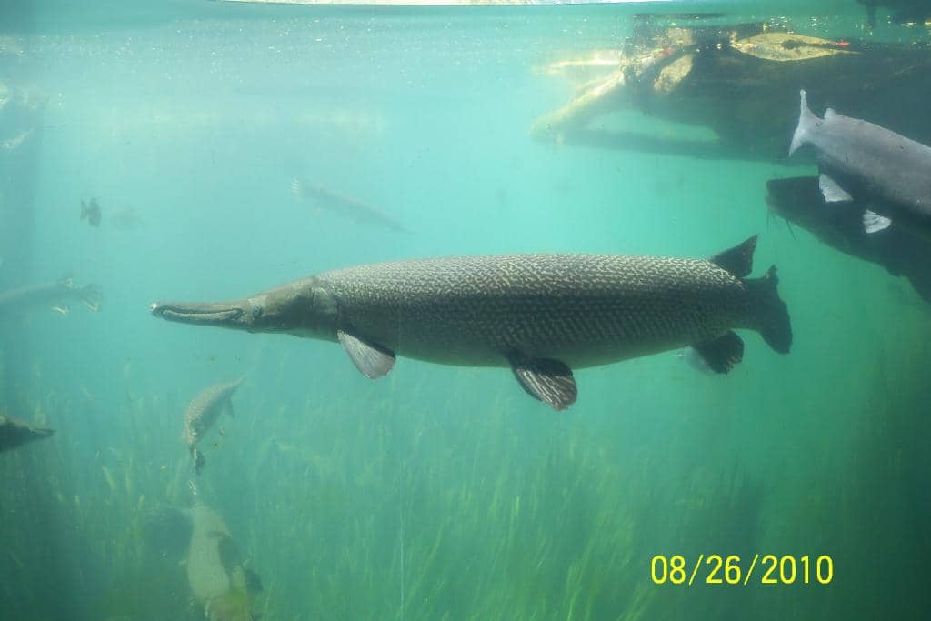 Aquatic Exhibits & Hatchery Tours