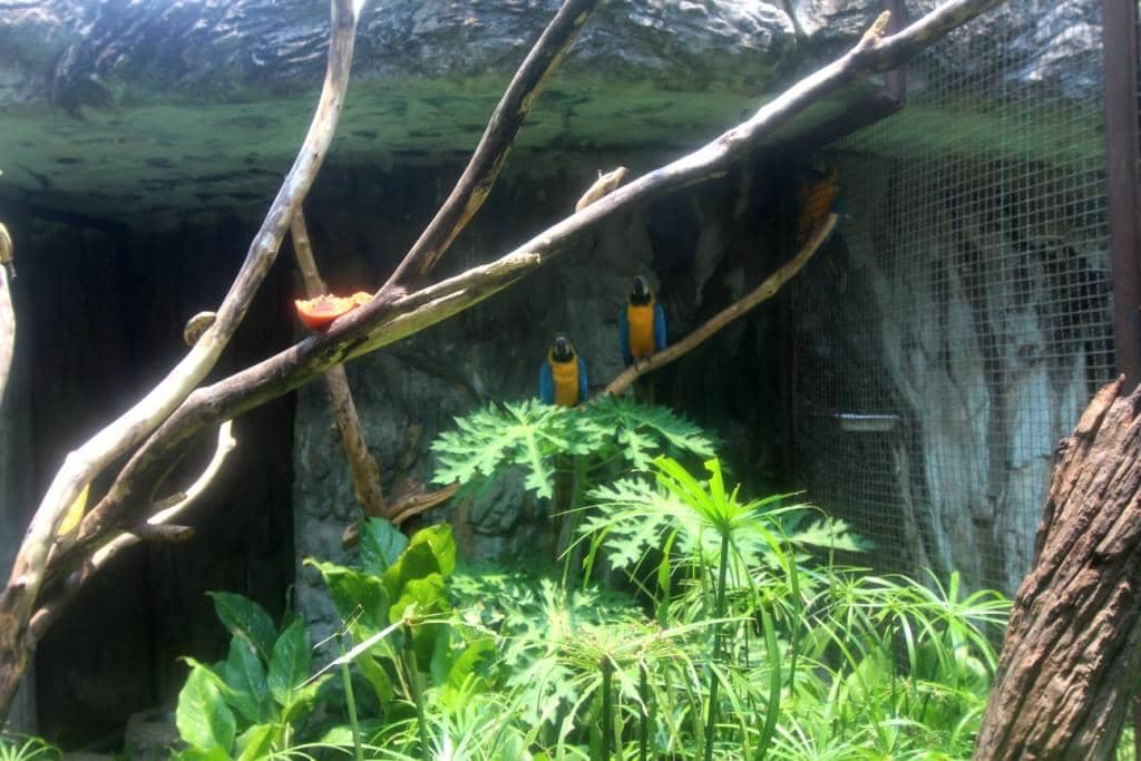 Seal and Penguin Show