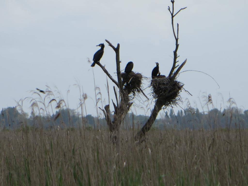 Barge Trip Through the Marshes