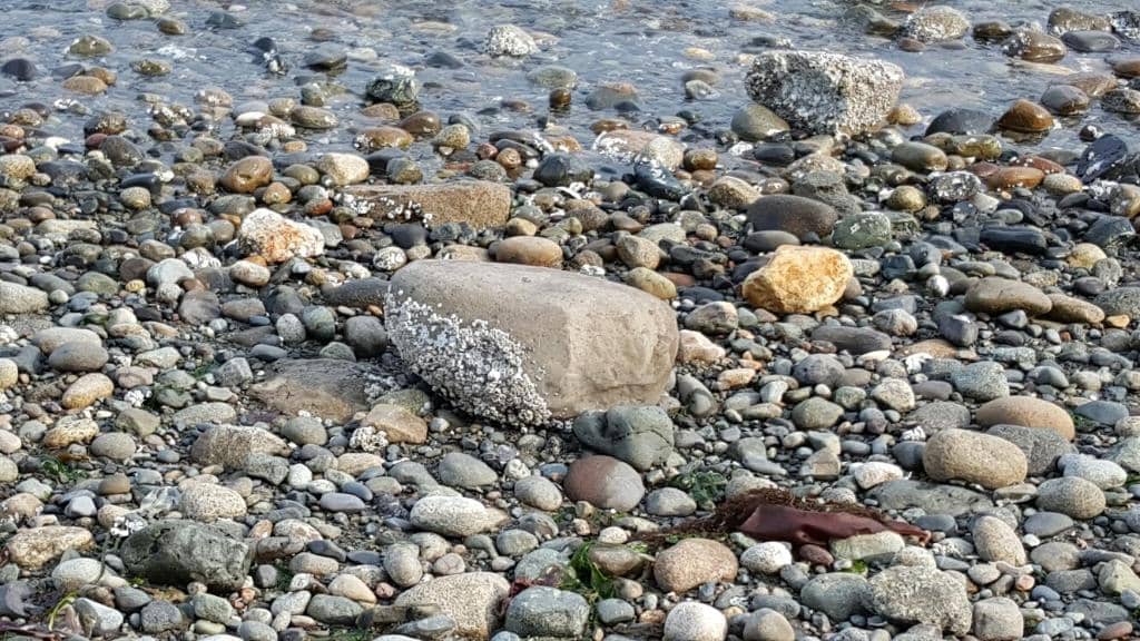 Tide Pooling Adventures
