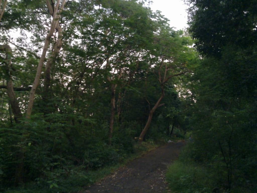 Aarey Nature Trails