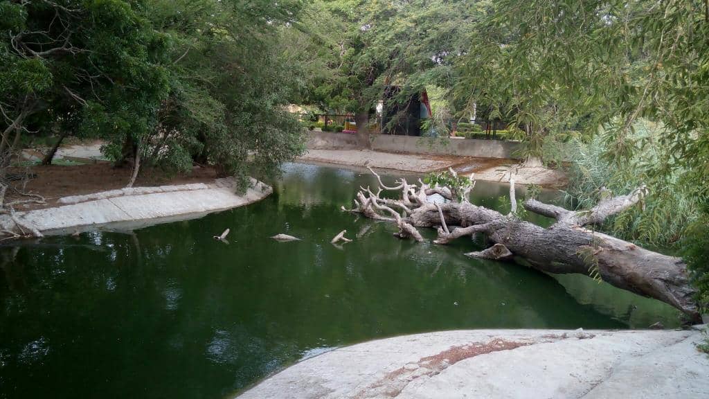 Kid Rides & Play Areas