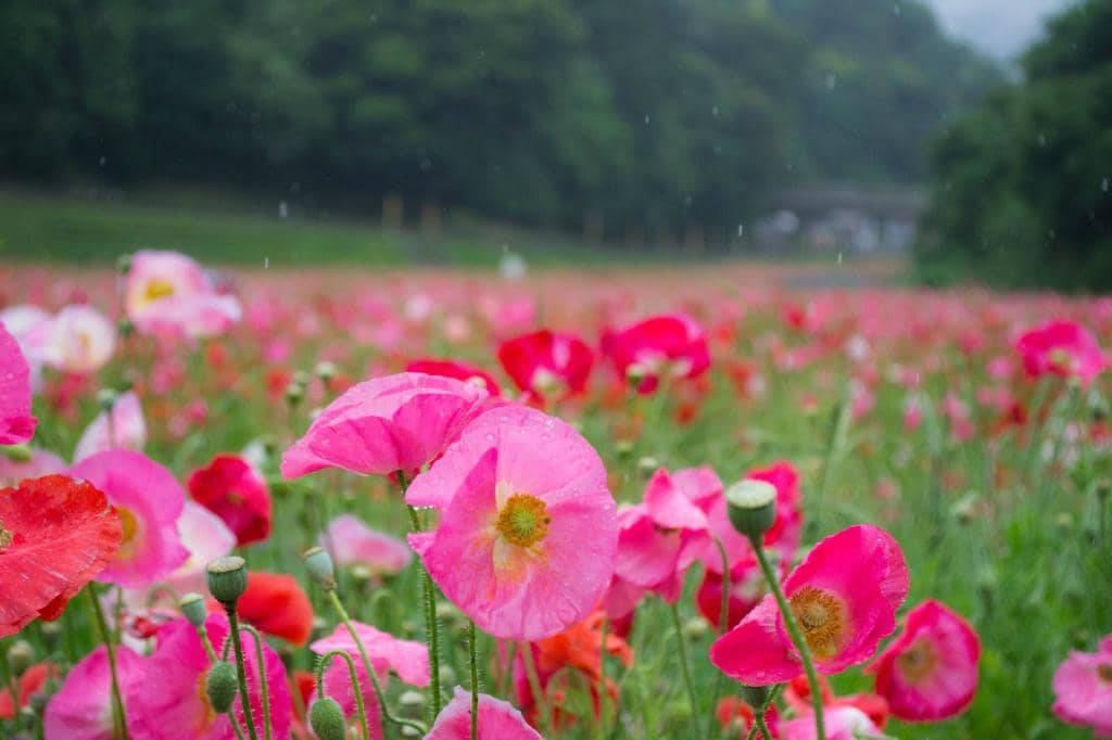 Seasonal Flower Fields