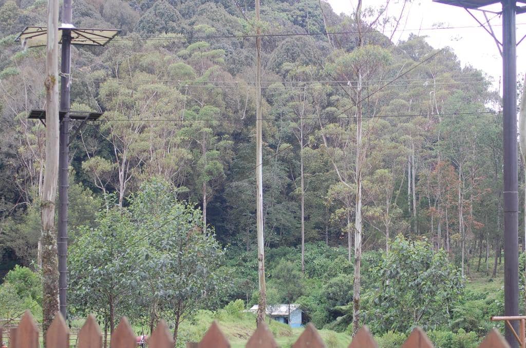 Deer Feeding Sanctuary