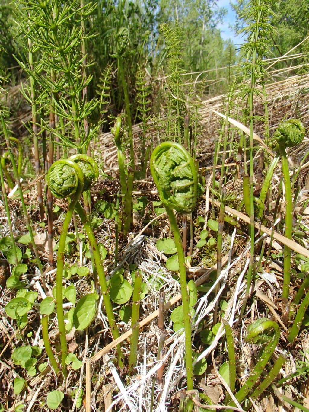 Chugach State Park Connection