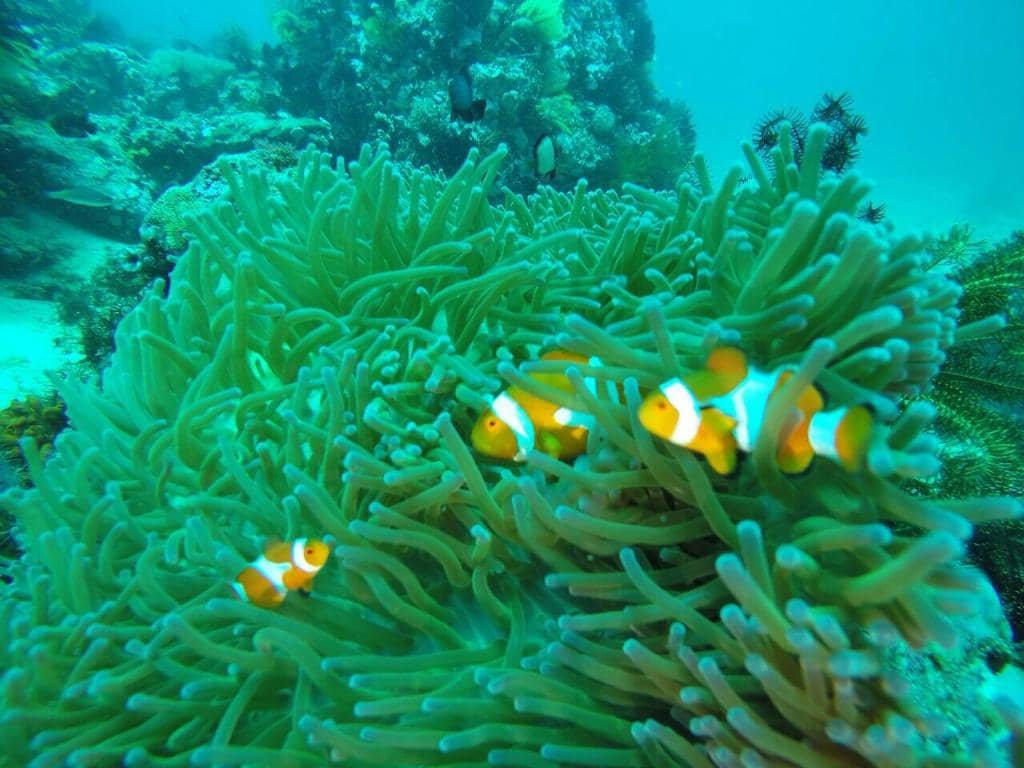 Marine Life Encounters
