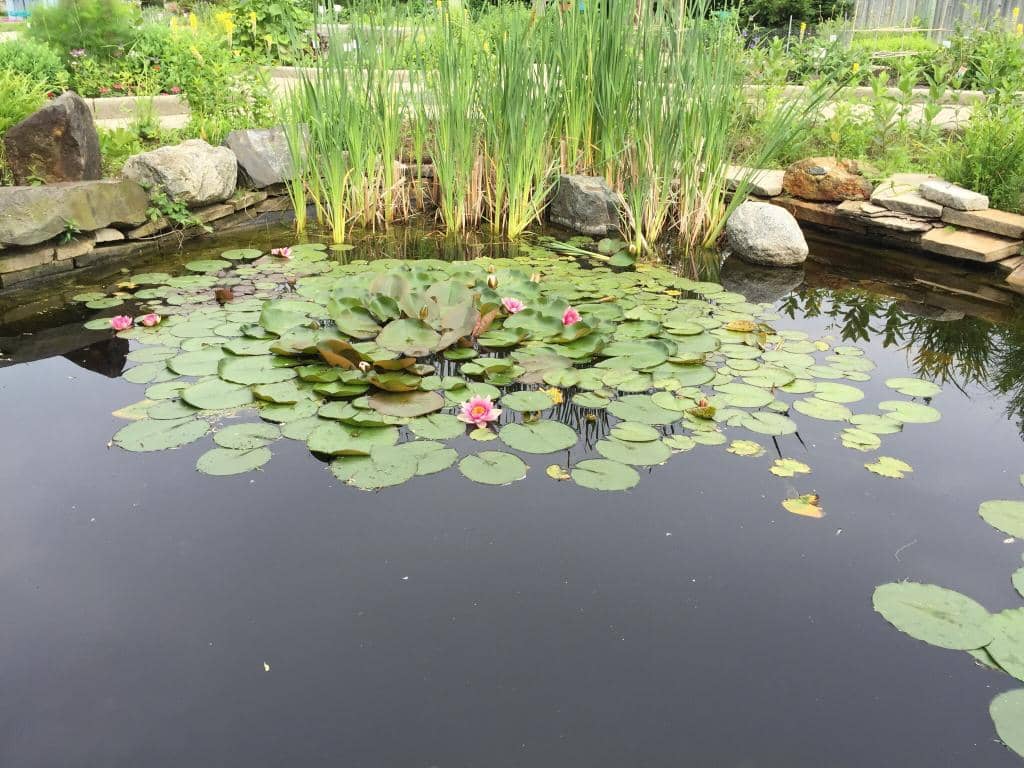 Vibrant Sunflower Fields