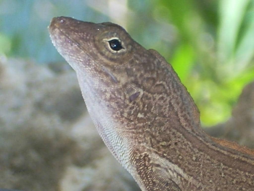 Public Art Installations