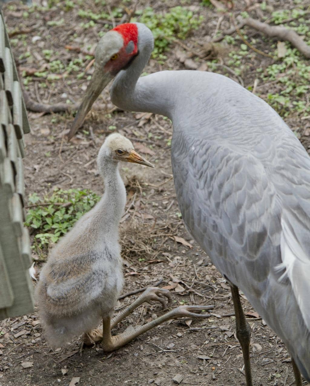 Crocodile Feeding Shows