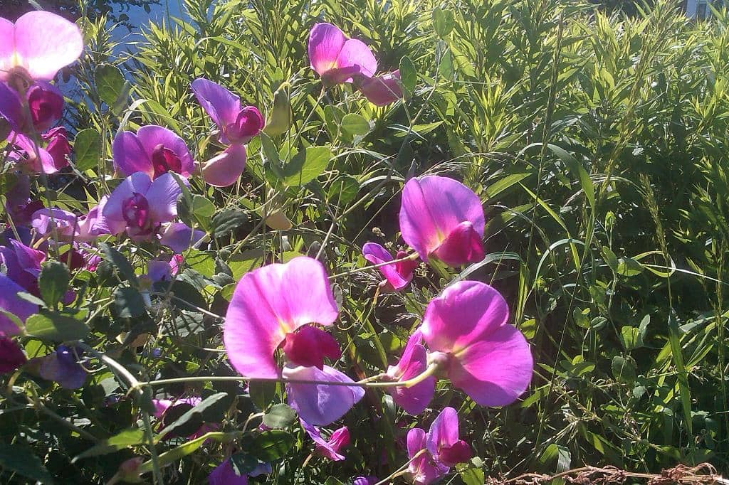 Knowledgeable Volunteers