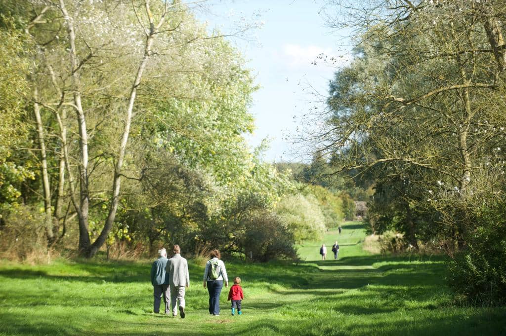 World Tree Collection