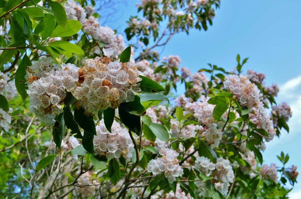 Hammerman Area Beach
