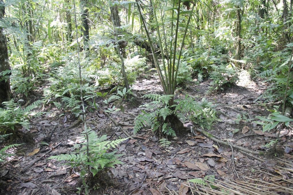 Campinarana Ecosystems