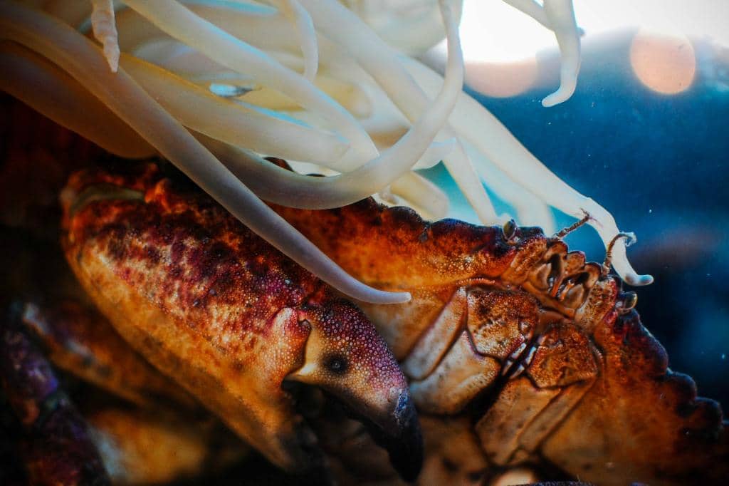 Marine Ecosystem Exhibits