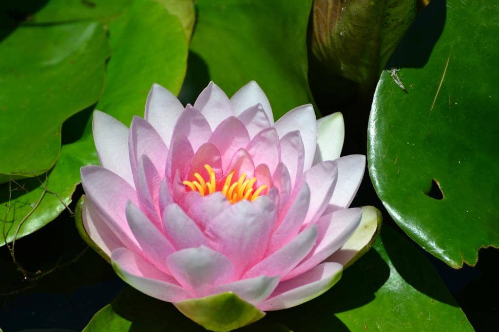 Mac DeMarco Performance