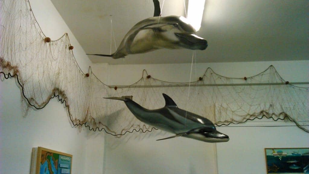 Marine Biologist Guided Tour