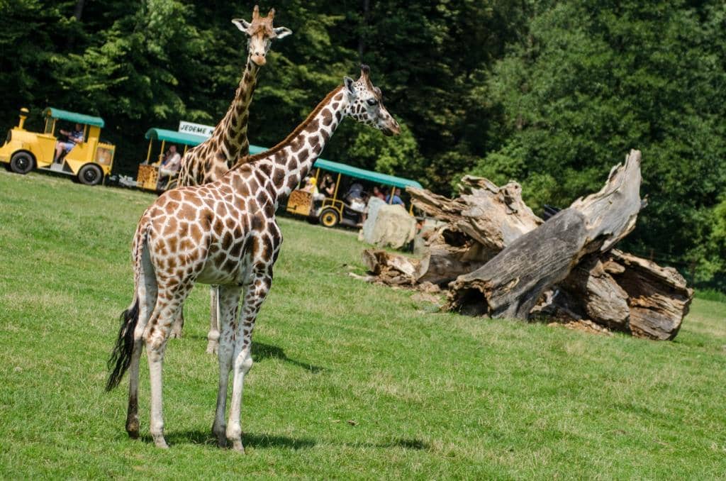 Children's Play Areas