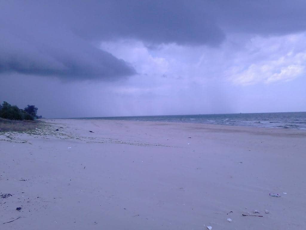 Abundant Little Crabs