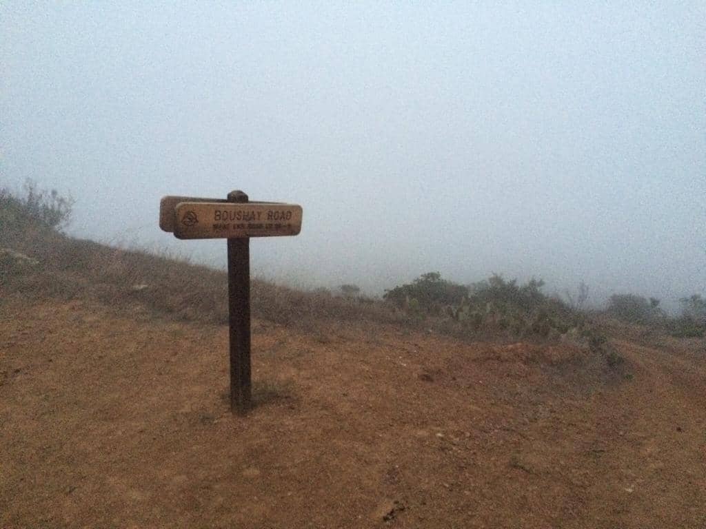 Catalina Bison Encounters