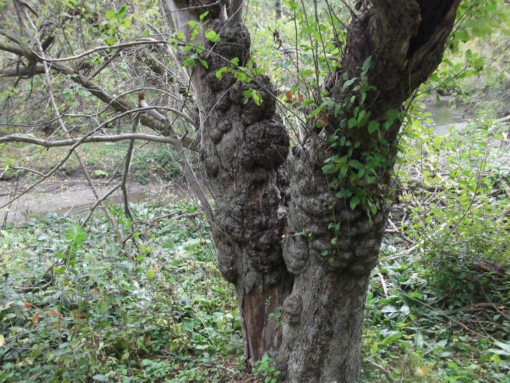 Lake to Lake Trail Section