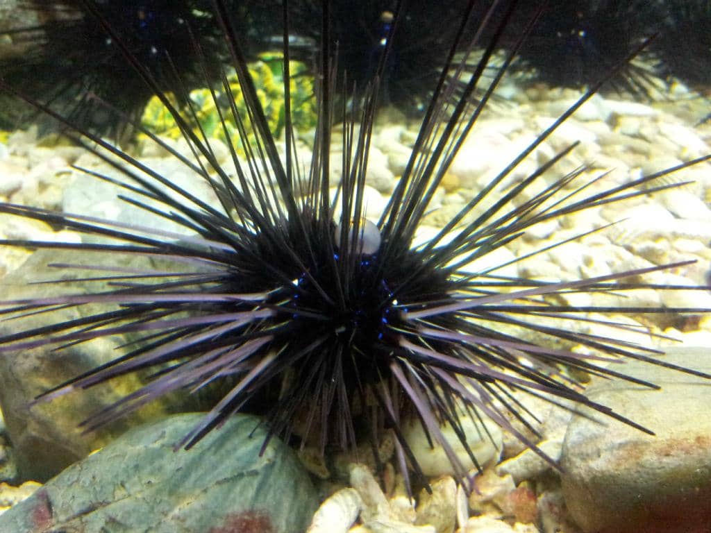 Sea Turtle Encounters