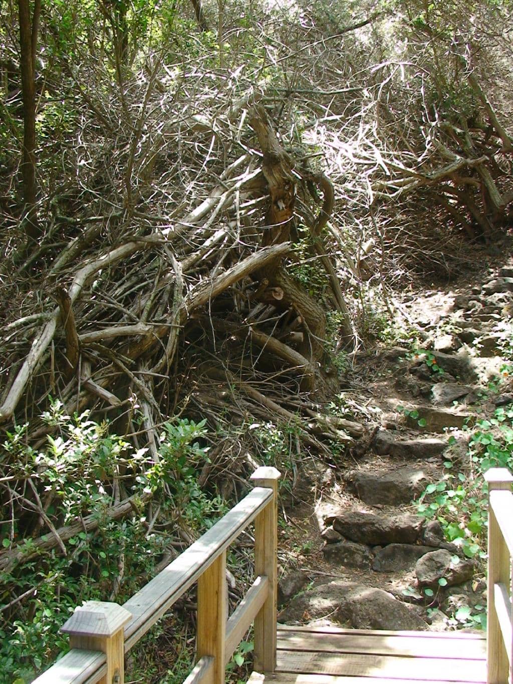 Scenic Hiking Trails