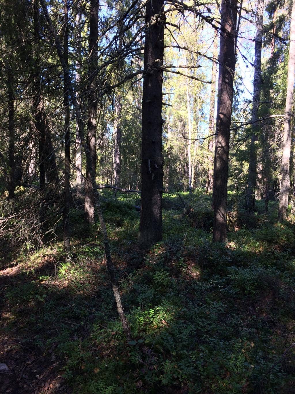 Well-Marked Forest Trails