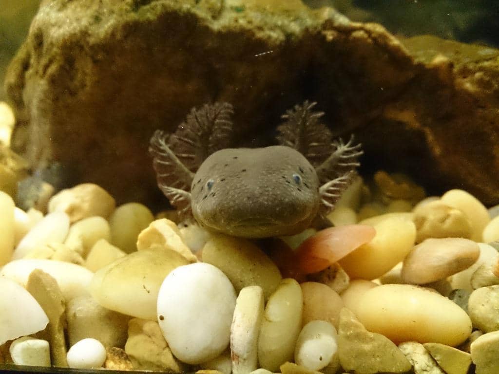 Shaded Nature Trails