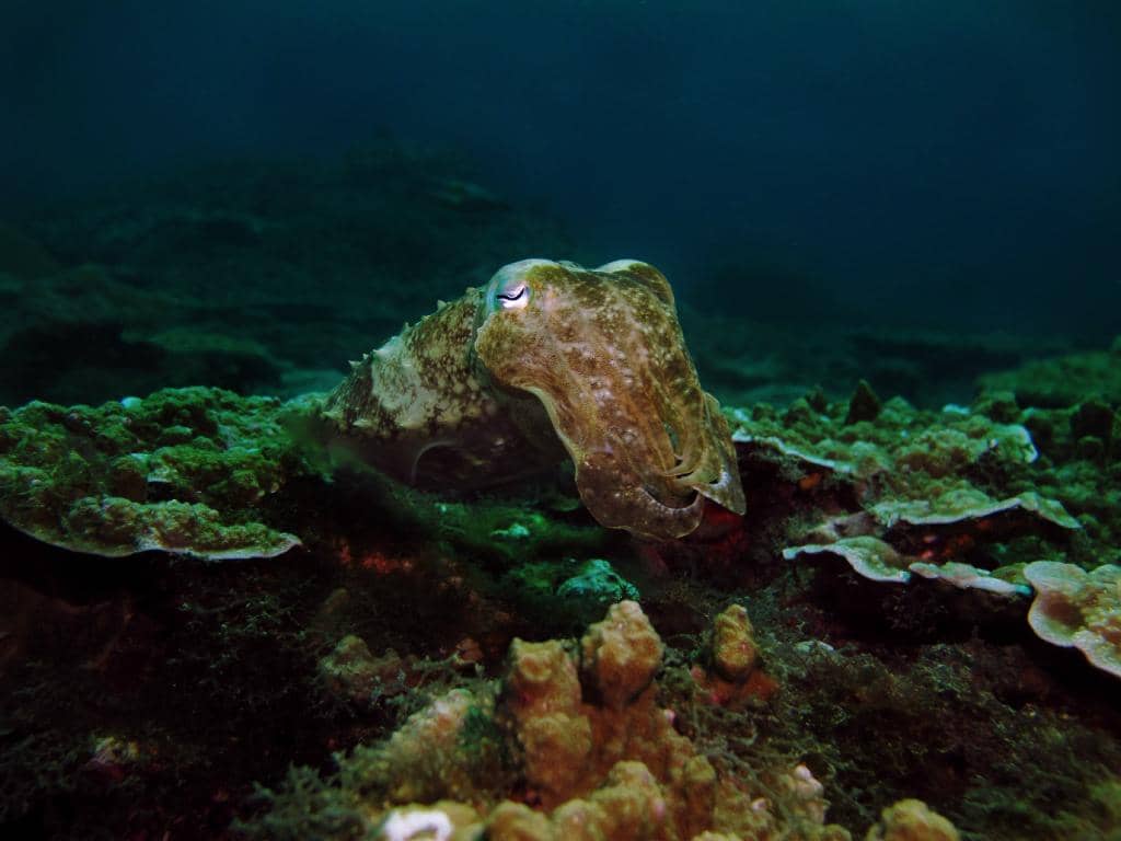 Professional Dive Operations