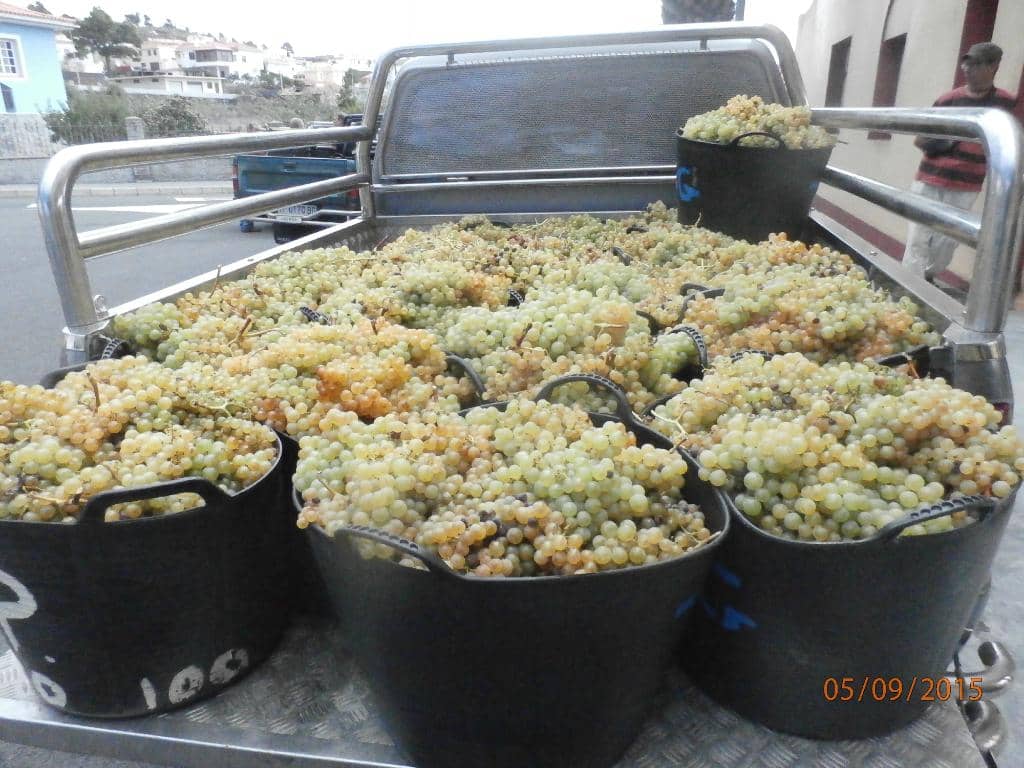 Malvasía Wine Tasting