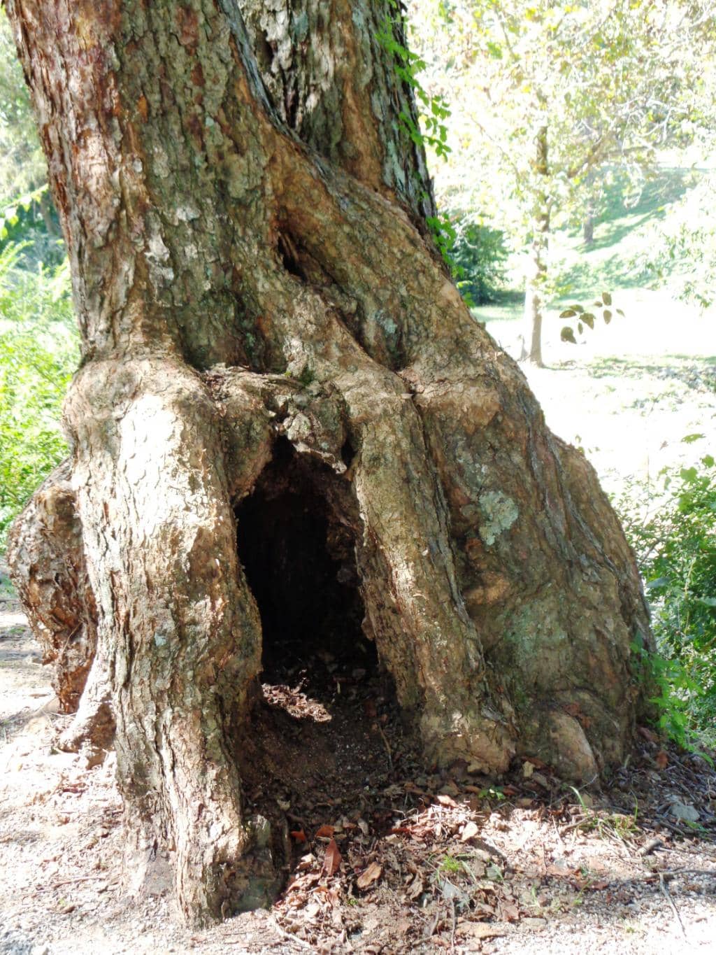 Scenic Hiking Trails