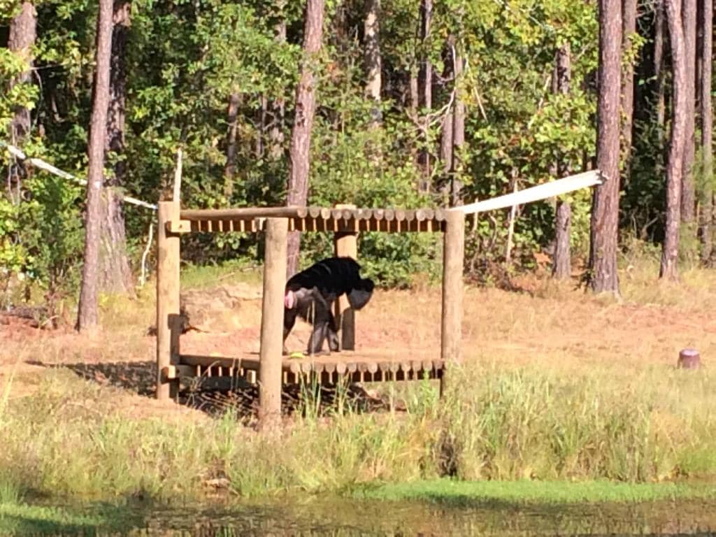 200 Acres of Forested Habitat