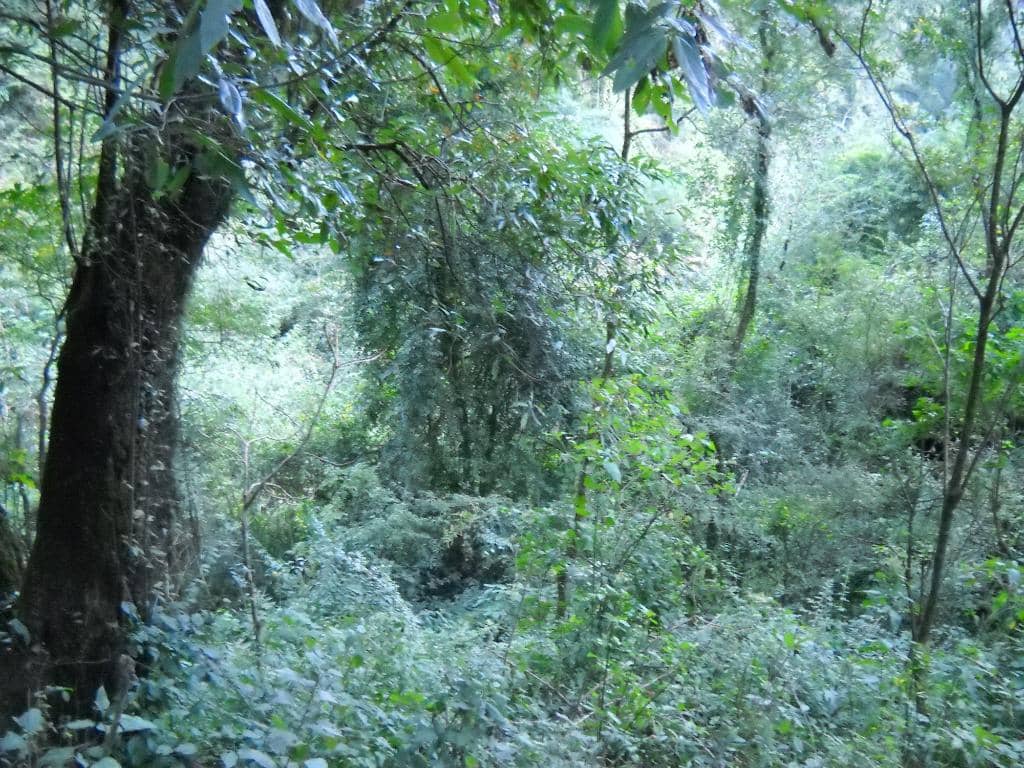 Indigenous Forest Walk