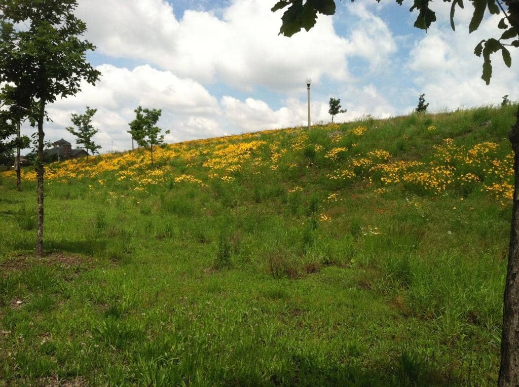 Interpretive Wetlands