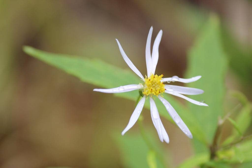 Native Plant Collections