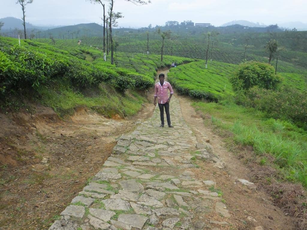 Scenic Tea Garden Walk
